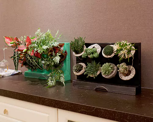 Las coloridas macetas hacen que mis plantas se sientan como si estuvieran de vacaciones todos los días.