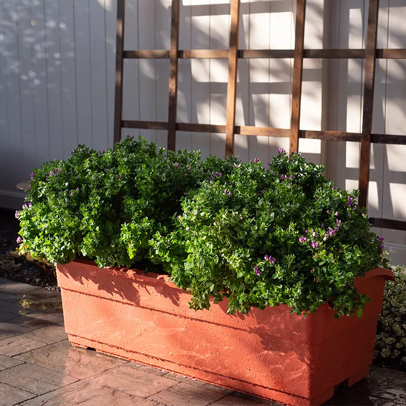 Cepilladora de riego automático de 30 litros