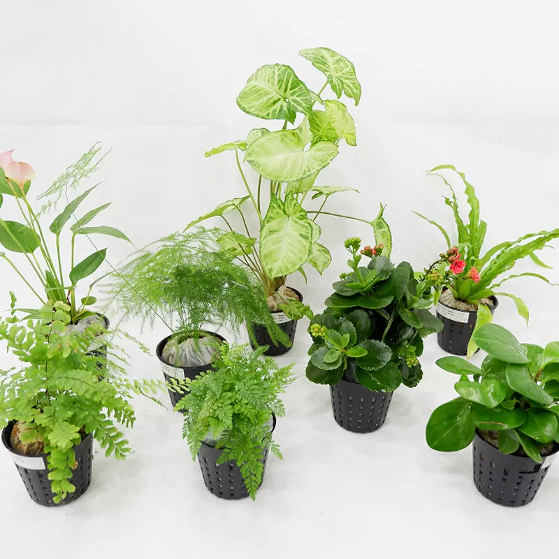 Macetero interior de material PP de 3 pulgadas